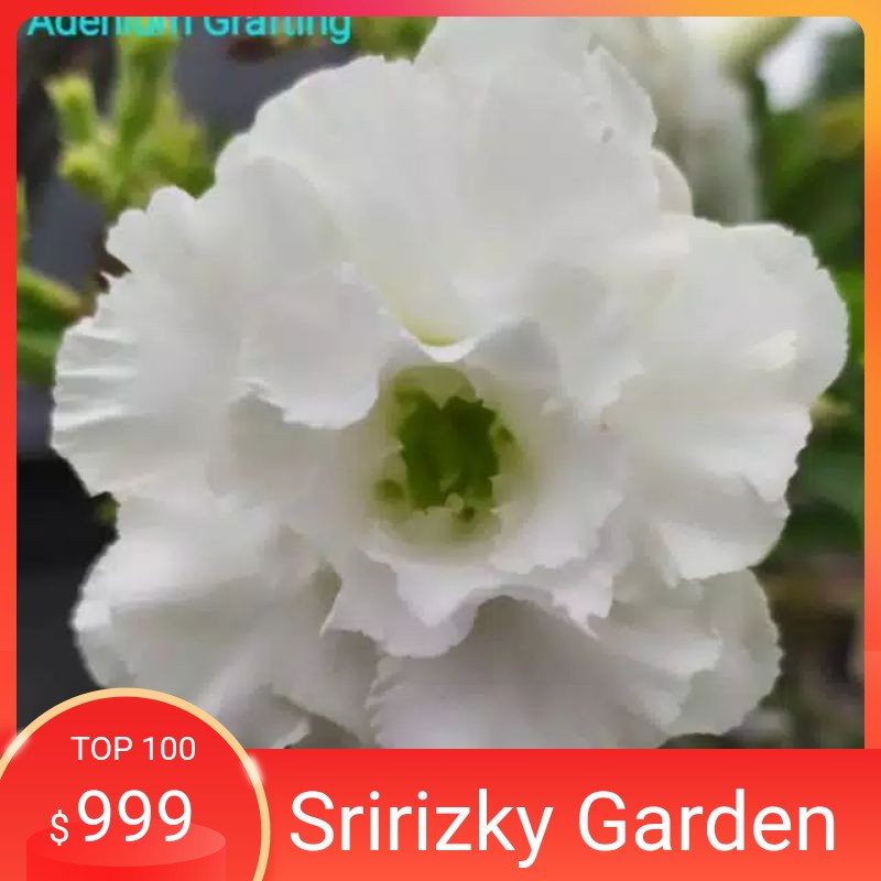 

bibit bunga kamboja adenium bunga tumpuk "Jaws