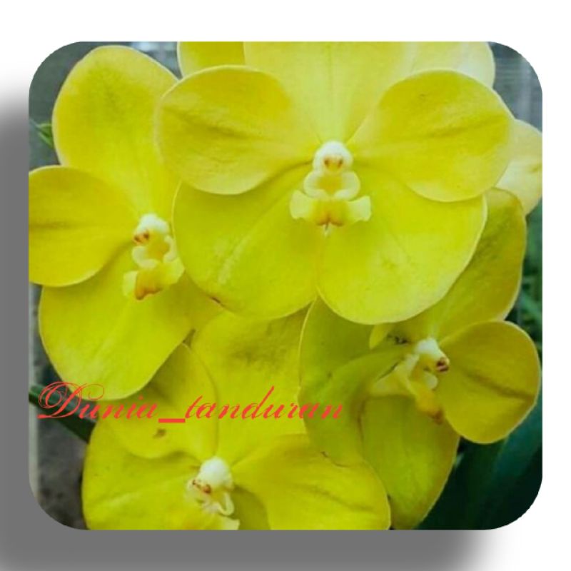 Anggrek Vanda Jakrit Gold Dewasa knop