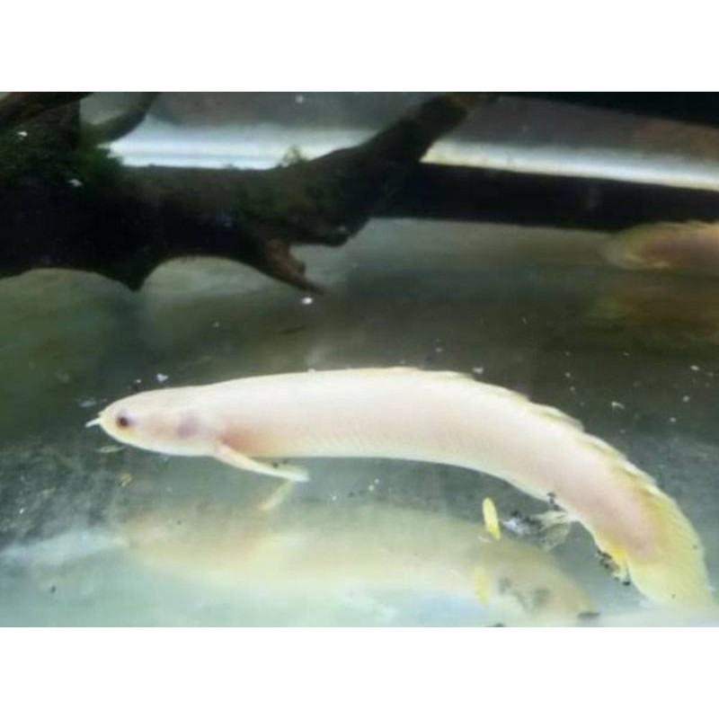 ikan palmas albino