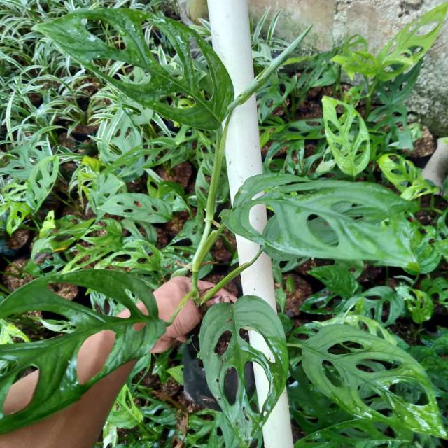 Paket 4 Tanaman Hias Monstera janda bolong/Pohon janda bolong