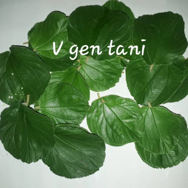 Obat Herbal Daun Bidara