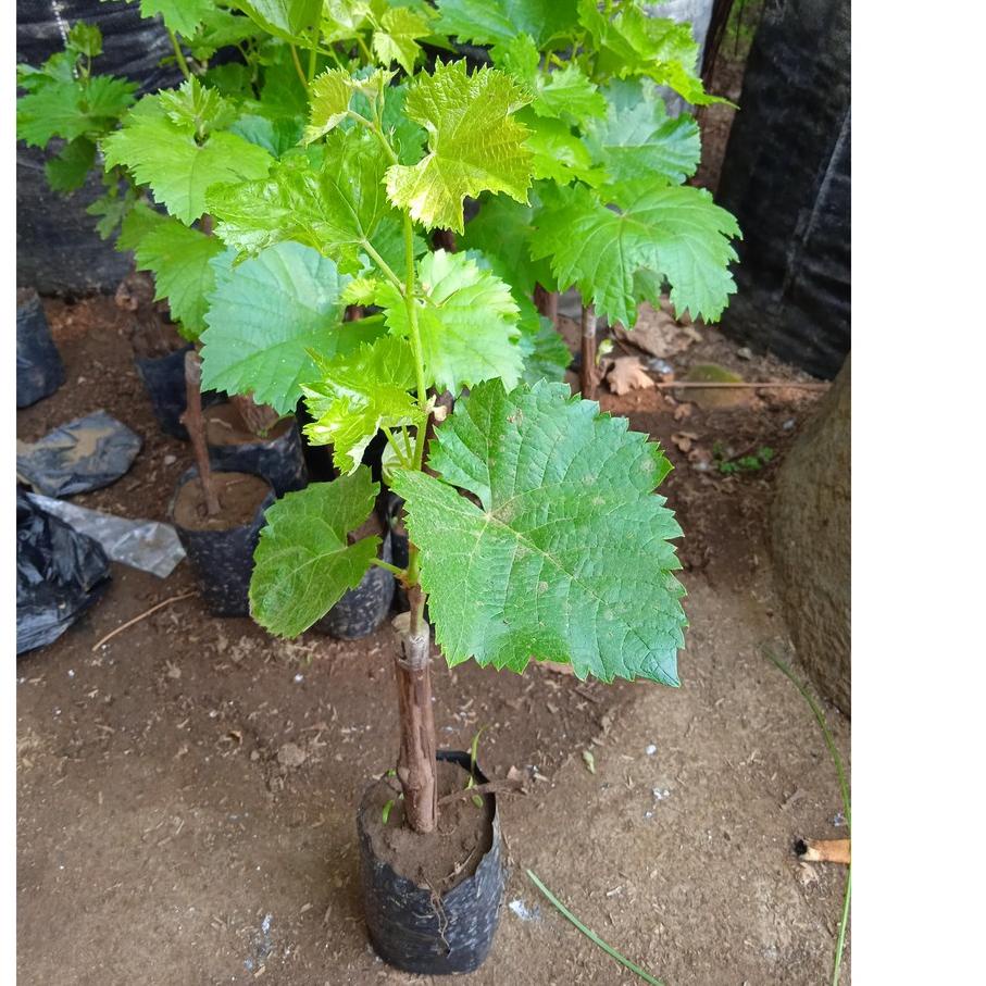 『Limited Product』 ASLI BIBIT ANGGUR JUPITER || BIBIT ANGGUR IMPORT JUPITER ,,