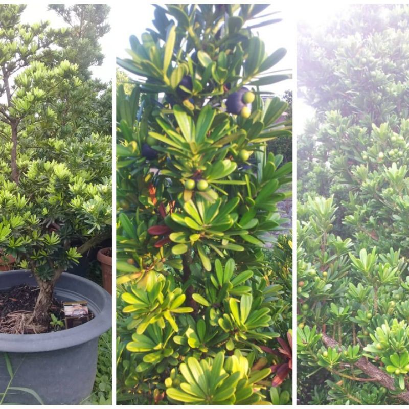 biji_lohansung_cincuan_bibit_bonsai