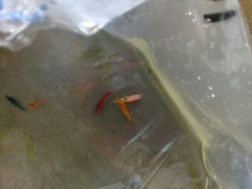 Udang Hias Red Fire Jenis Neo Caradina