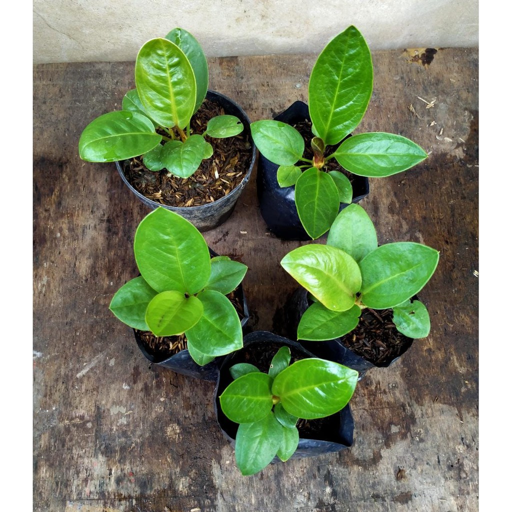 Bibit Anthurium Jemani Cobra Esmeralda