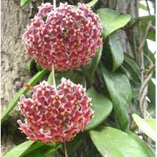 Tanaman Merambat Hoya (hoya arnottiana) Bunga Wangi Pohon Hidup Bergaransi