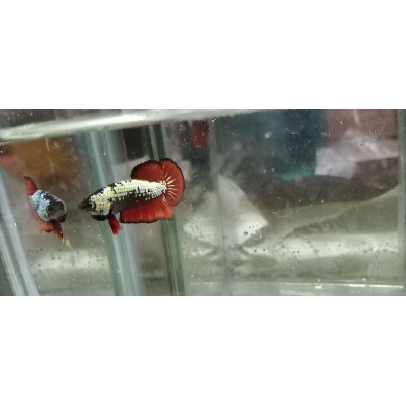 

Ikan Cupang Red Samurai
