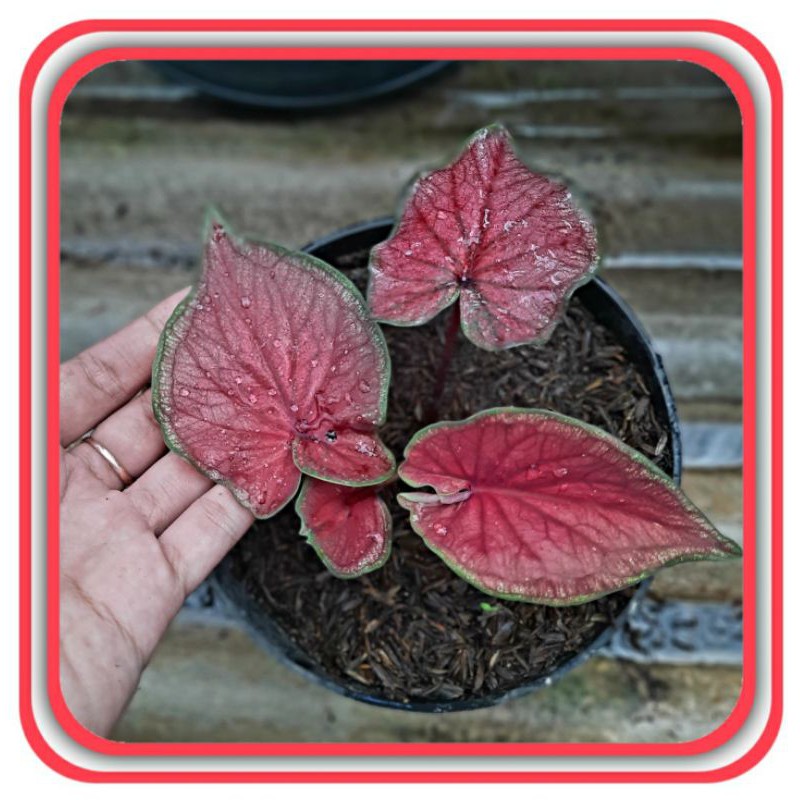 Paket 2 tanaman Hias/Keladi/Keladi Red Jaguar (Remaja Sedang)