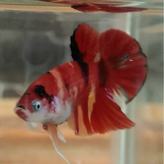 Cupang pk red koi combi