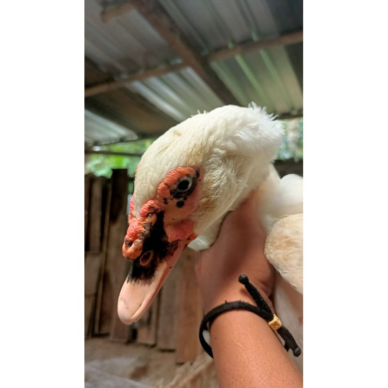 

Bebek utuh sudah dibersihkan