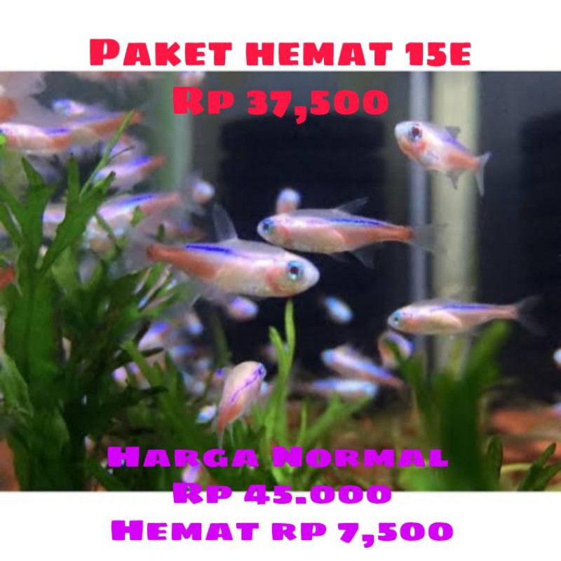Neon tetra albino paket 15e