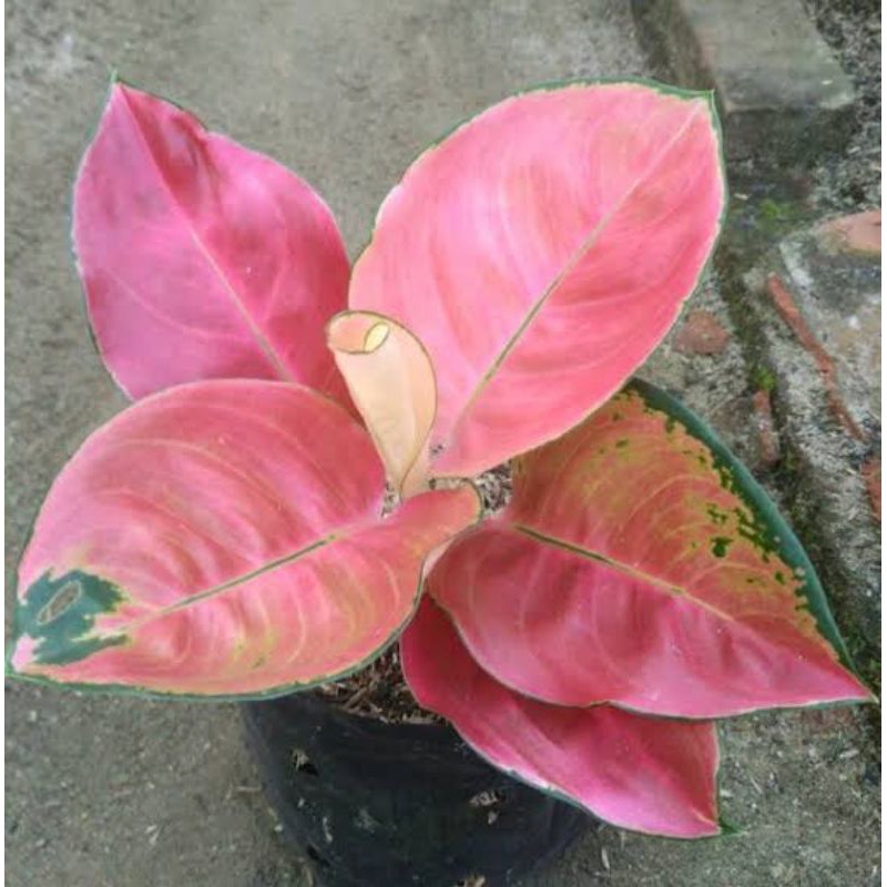 bibit aglonema kocin eboni berkualitas/2-4 daun besar