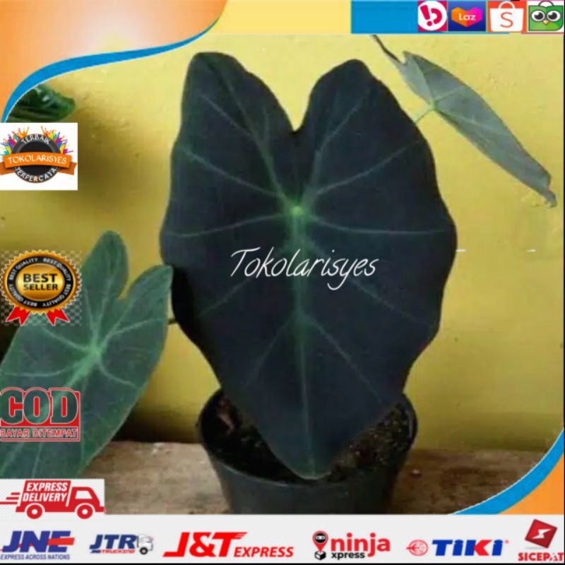 Tanaman Hias Keladi hitam caladium black magic.