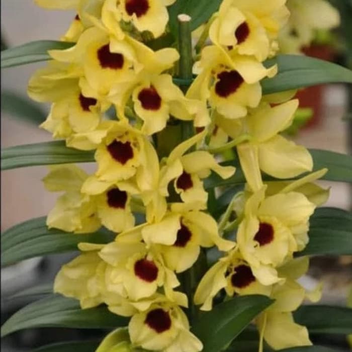 Anggrek Dendrobium Nobile Seedling