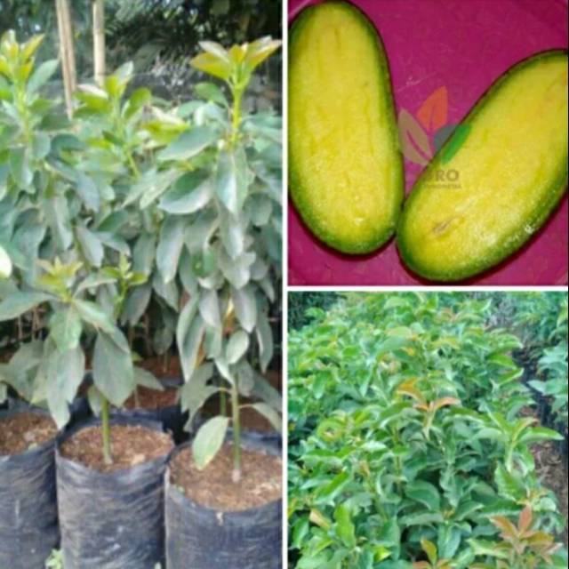 Bibit alpukat non biji okulasi | Shopee Indonesia