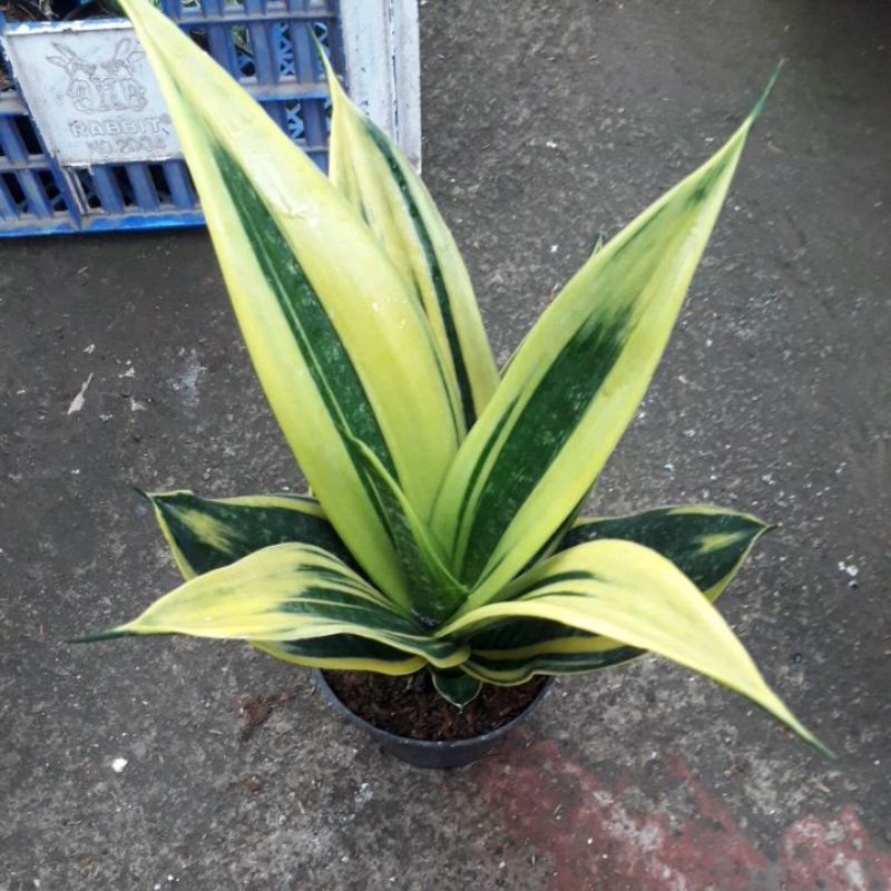sansevieria gold flame