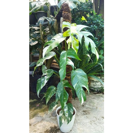 (Bibit) Ekor Naga Varigata (Epipremnum Pinnatum Varigata)