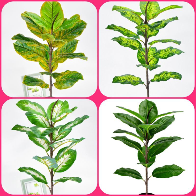 Pohon Ketapang Biola Besar Semi Latex Tinggi