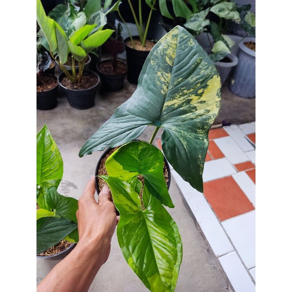 syngonium varigata kuning