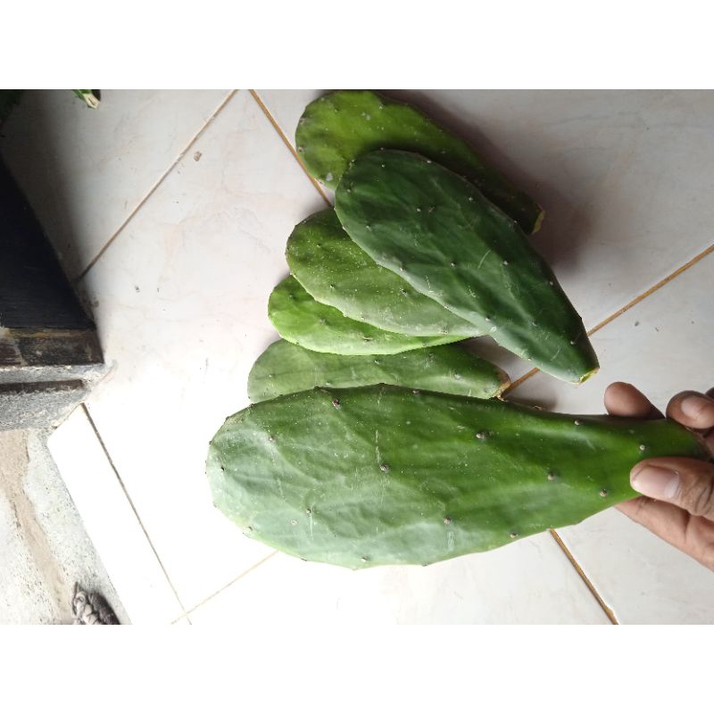 kaktus centong besar kaktus centong kaktus centong 1 pcs kaktus centong bibit kaktus centong hiasan 