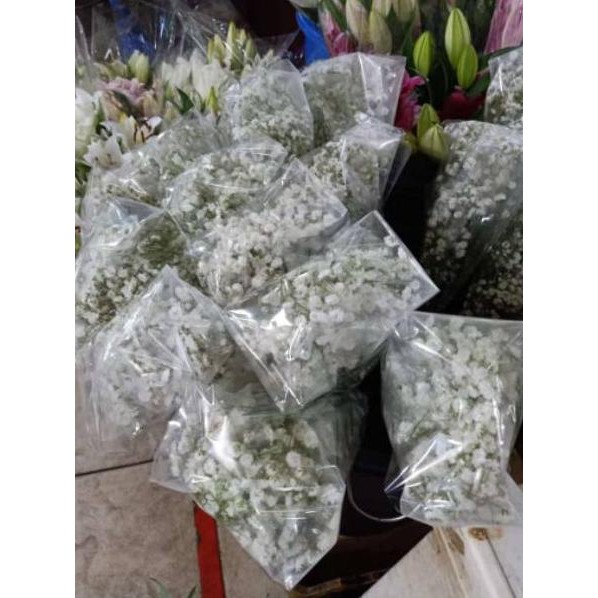 

DCN Buket Murah Bunga Impor Baby Breath Asli Segar Shine Florist≛ (Diskon)