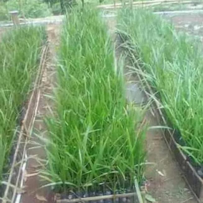 Pah1Ng Tenar Y4I Paket 3 Bibit Tanaman Hidup Buah Kurma Tropis TMe N4Wf