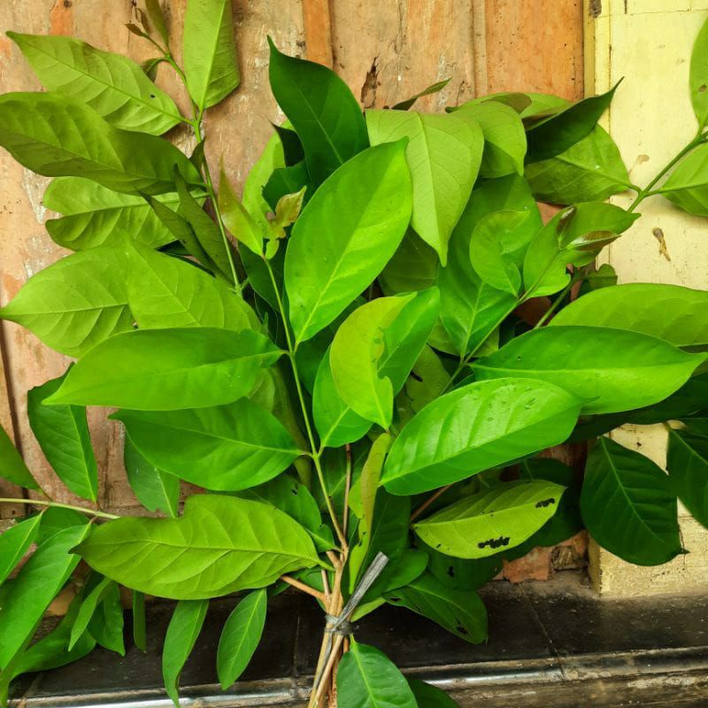 

Jual daun salam segar bumbu masakan bumbu dapur