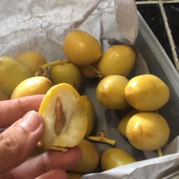 

Berkualitas's nih Kurma muda kuning 500gram C12C07 .,,|