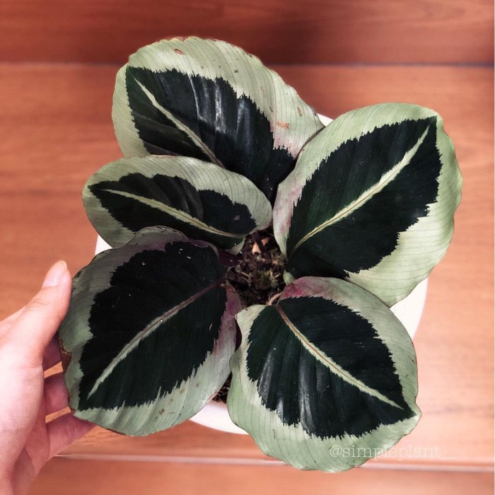 Tanaman hias calathea marion - calathea cyntia marion
