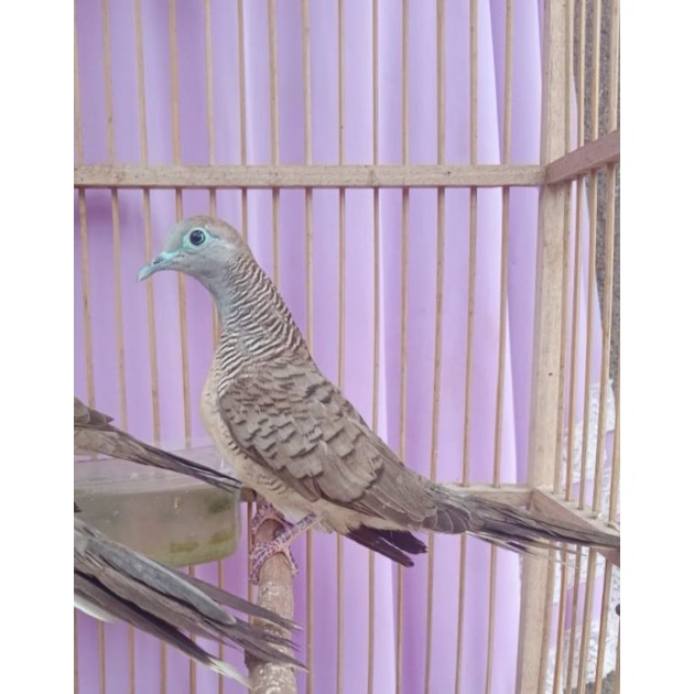 Burung perkutut lokal katuranggan sriwiti super