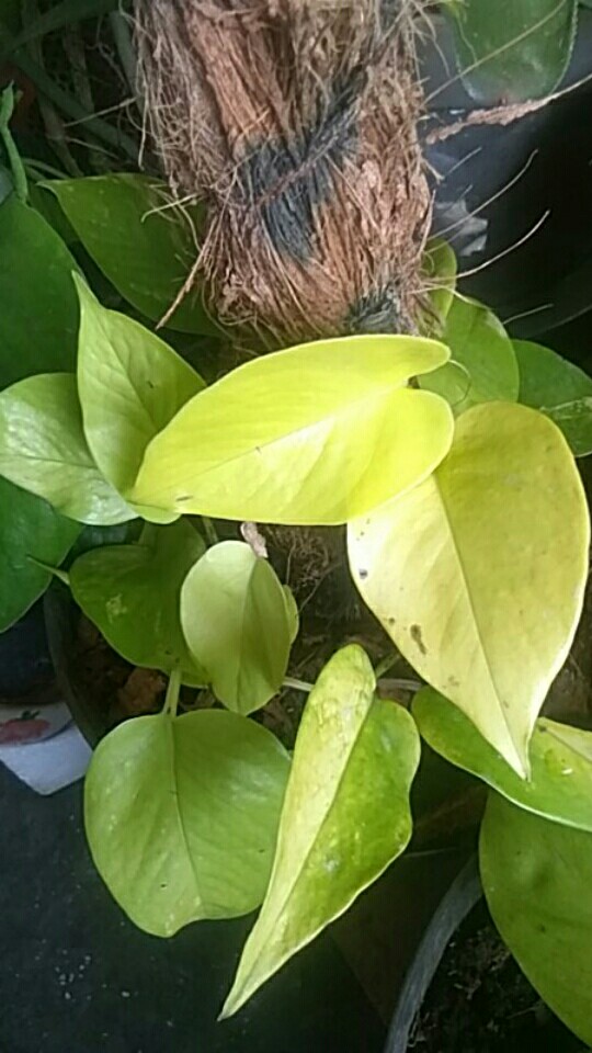 Tanaman Srigading Lemon - Sirih Gading Lemon - Srigading Love