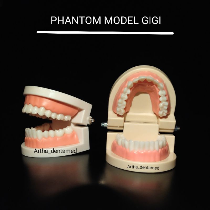 DENTAL PHANTOM MODEL GIGI / STUDY EDUKASI RAHANG GIGI