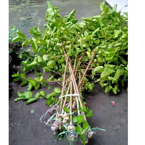 Penjualan Terbanyak.. Sancang cangkok