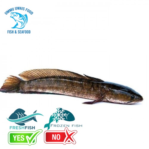 Ikan Gabus Segar Fresh Berkualitas - 1kg