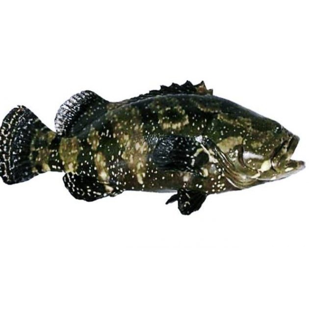 

IKAN KERAPU DEWA HIDUP - SUPPLIER HOTEL & RESTO