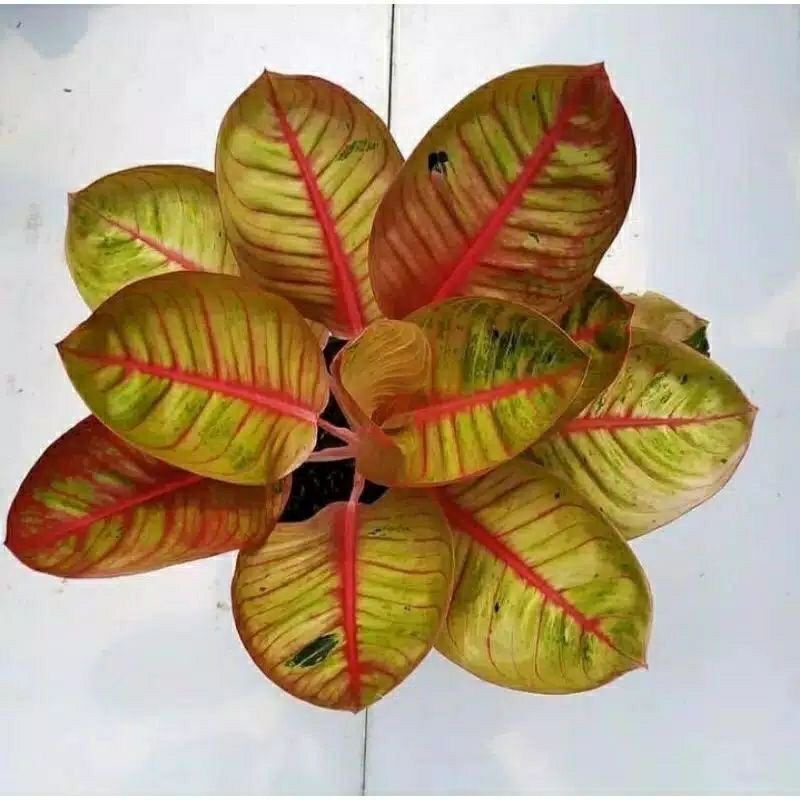 promo bibit bonggol tanaman hias aglonema goliath murah / bibit aglaonema ekonomis