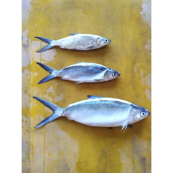 

IKAN BANDENG FRESH SEGAR 1KG