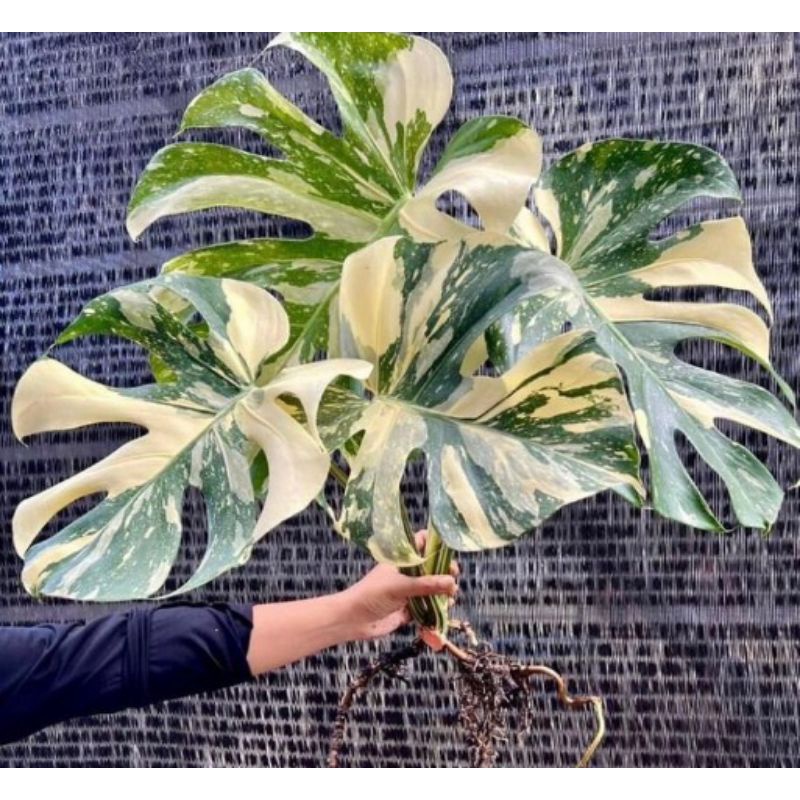 monstera monthai varigata bibit batang super