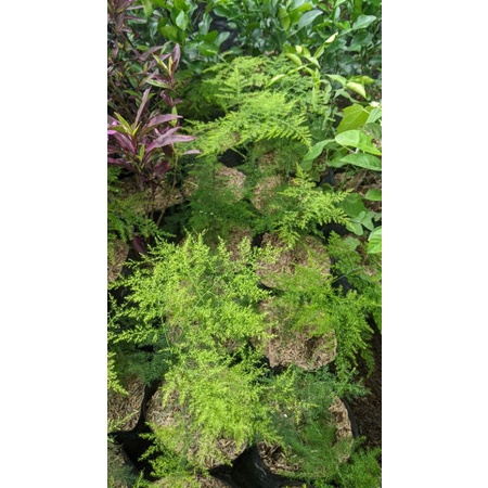 Asparaga REAL PICT - tanaman daun - suplier daun