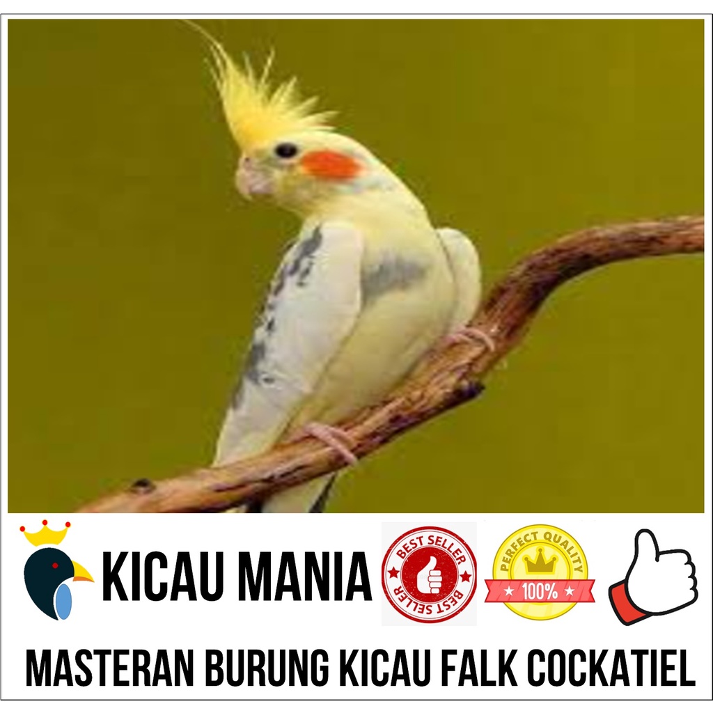 Masteran Burung Kicau Falk Cockatiel Gacor