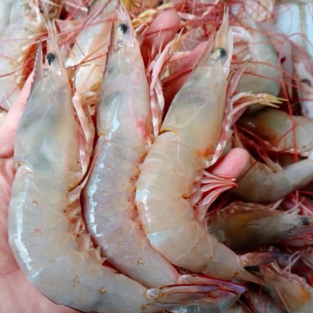 

udang dogol