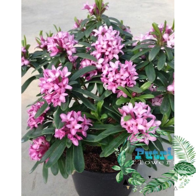 Bunga Asoka Ungu / Tanaman Hias Hidup Soka Jepang / Bunga Soka -Bunga Hidup