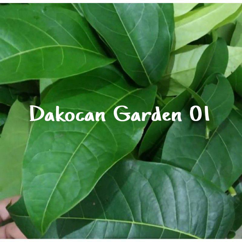 

DAUN MAHONI SEGAR 1KG PETIK LANGSUNG