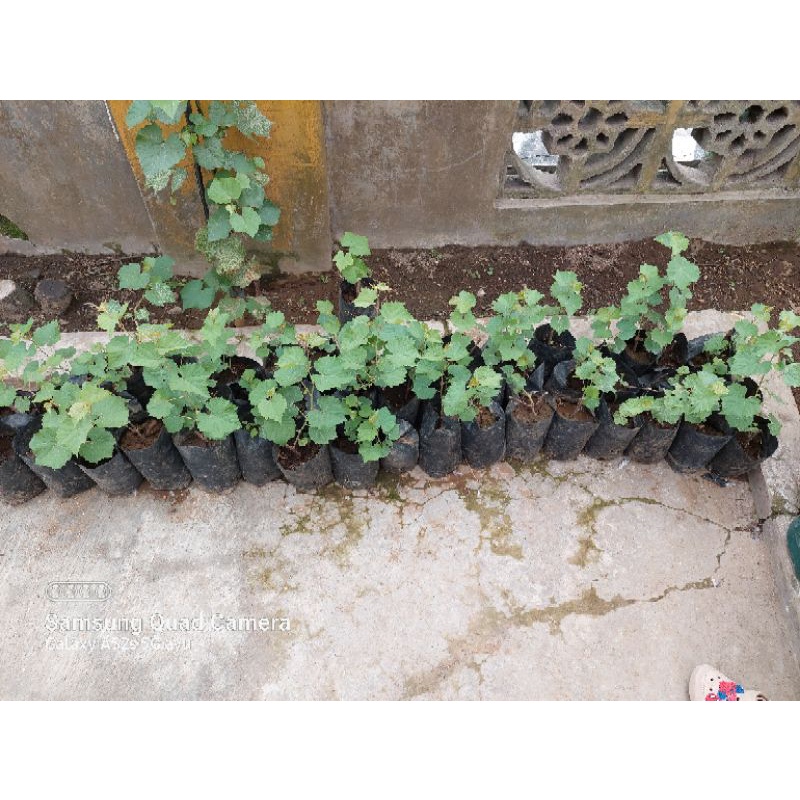 Bibit rootstock fredom