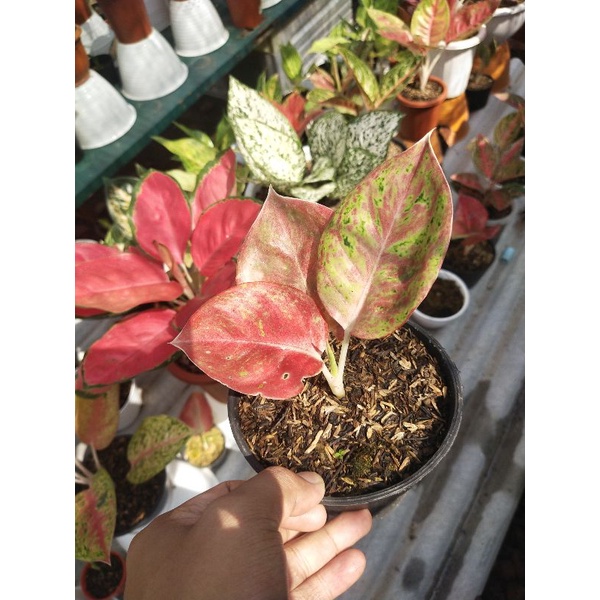 Aglonema bigroy albino / bigroy mutasi