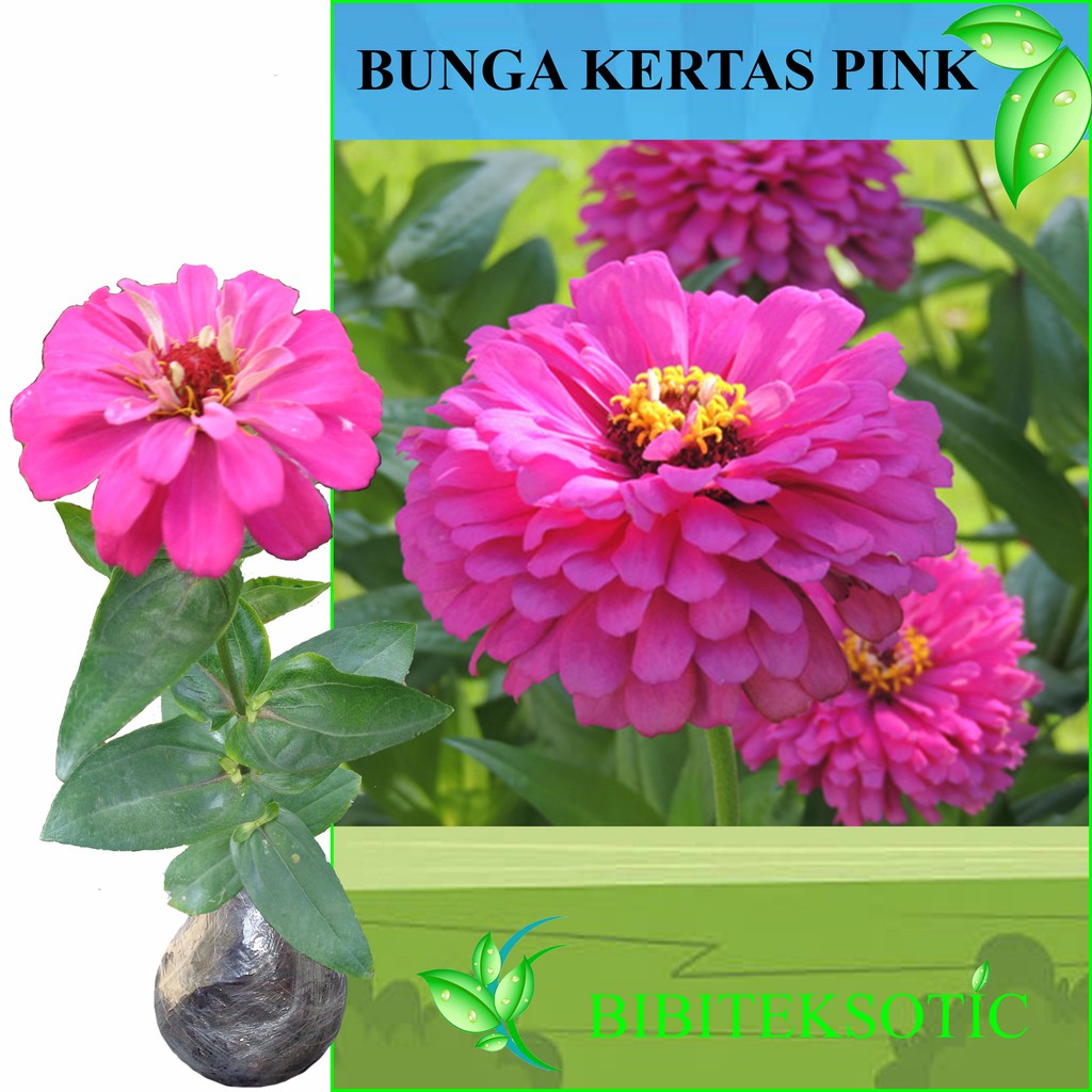 Tanaman Pink Impatiens Shopee Indonesia