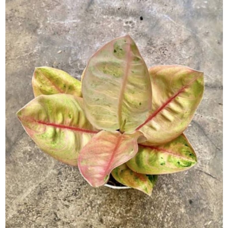 aglonema Denpasar moon