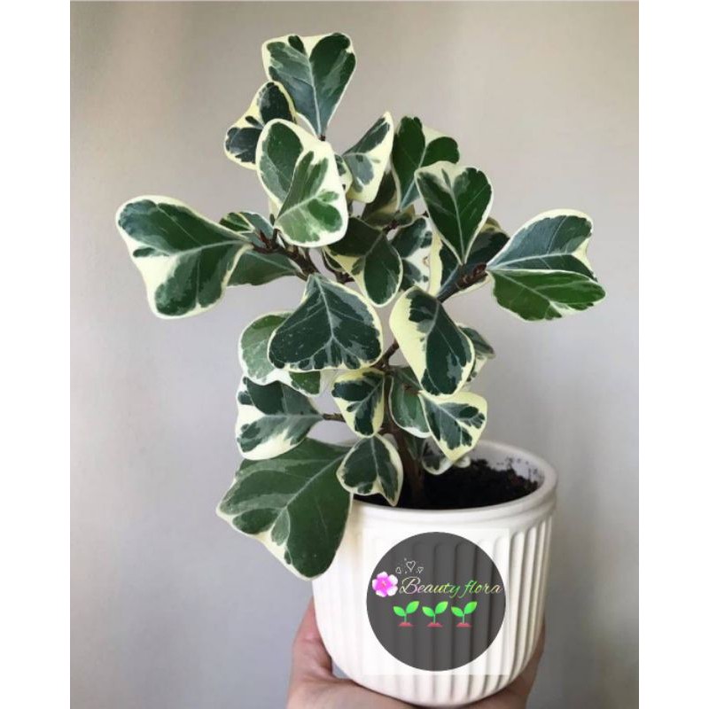 Tanaman Hias Euonymus japonicus / butterfly