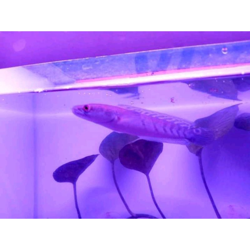 Yellow Sentarum Ombyok 20-30 CM