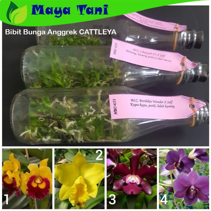 Bibit Bunga Anggrek CATTLEYA Anggrek Botol